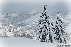 Ghostly Snow Covered Pines 010423 0219