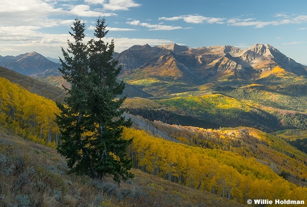 Autumn Aspen Splender Timp 092925 8914