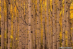 Aspen Trunks Stacked 092814 2