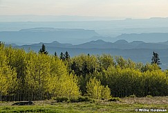 Spring Greens Boulder Mountain 061323 2885