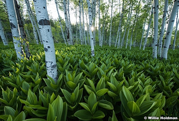 Skunk Cabbage Sunburst 060217 2890 21