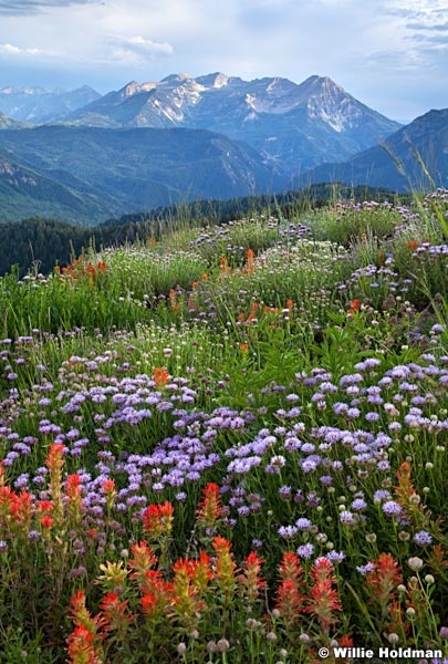 Timpanogos Wildflowers 071513 6358