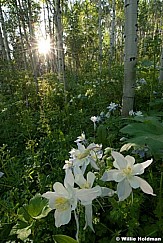 columbineaspens062710 1846