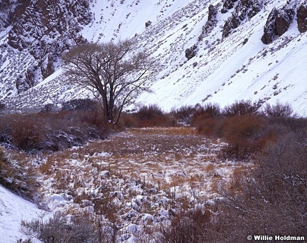 seviertreewintersmall