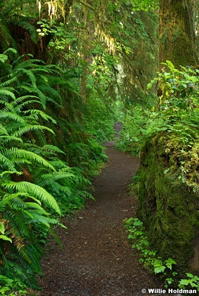 062507olympicrainforest729