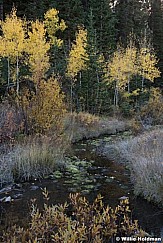 Aspen Stream 100321 8740