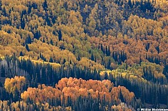 Orange Yellow Aspens Pines 100226 9959
