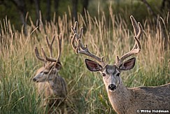 Mule Deer Buck 082018 6582