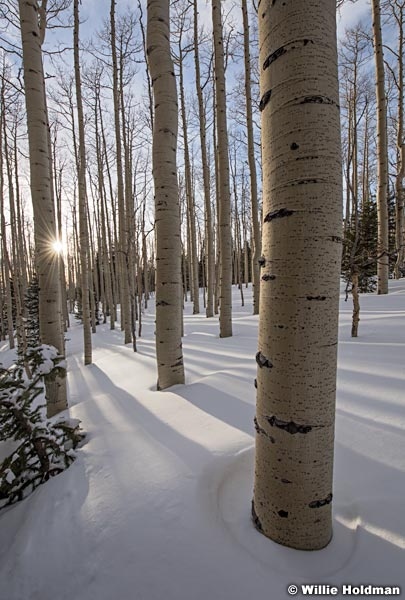 Aspen Forest Winter 030717 9790