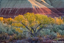 Fremont Cottonwood 102722 5258