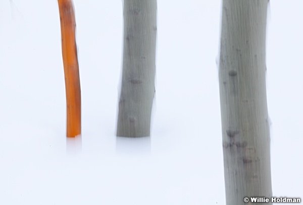Orange Aspen Abstract 1022412 10