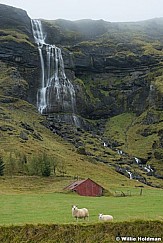 Sheep Red Barn Waterfall 090922 2941