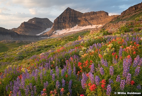 Timpanogos Basin Wildflowers 072724 1226 2