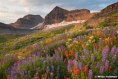 Timpanogos Basin Wildflowers 072724 1226 2