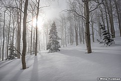 Winter Snow Aspens 010117 7768