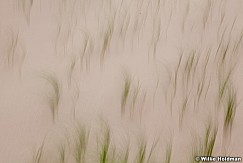 Abstractdunesgrass082711 49