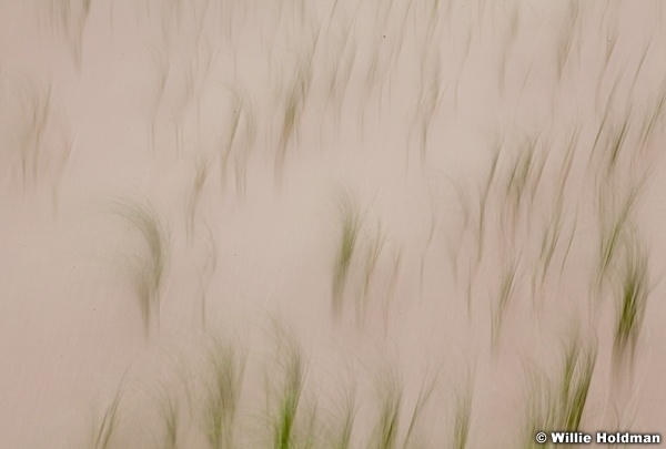 Abstractdunesgrass082711 49