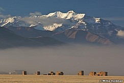 Pasturesheber120108 16165