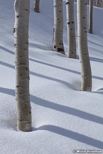 Aspen Winter Shadow 041312 156