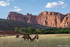 Capitol Reef Horses 081120 4920 2