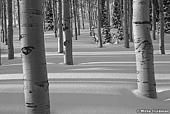 AspenwintertrunksBW020210 22