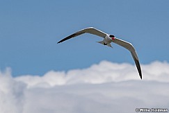 Tern Utah Lake 042320 8243