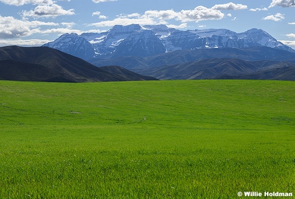 Hicken Green Field Timpanogos 011426 3614