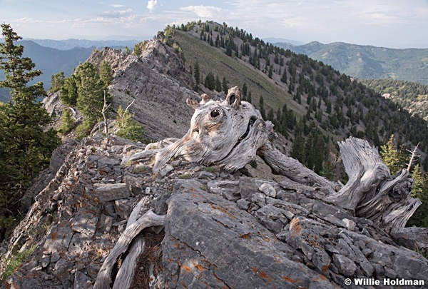 Ridge Line Creature 071118 0031