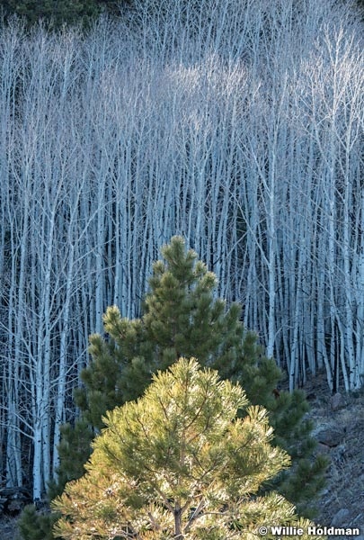 Boulder Mountain Ponderosa 111121 2