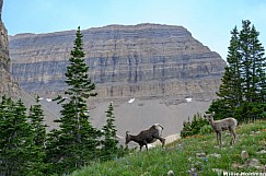 Rocky Mountain Sheep Timp 071526 6147