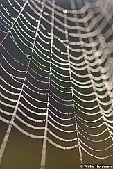 spiderweb080807 948