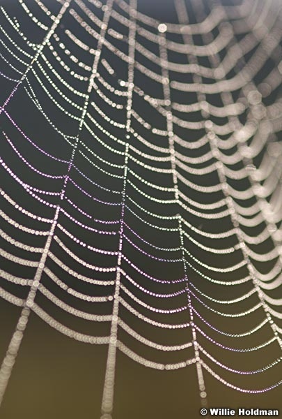 spiderweb080807 948