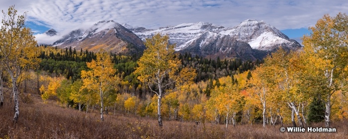 Golden Aspens Timp Clouds 100518 9822