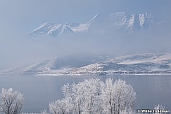 Eagle Frosty Trees Timp 123020 7226 2