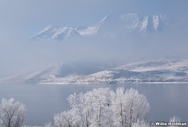 Eagle Frosty Trees Timp 123020 7226 2