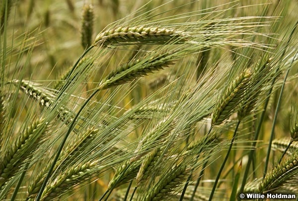 WheatinNepal 27931