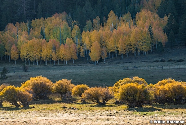 Gold Aspens Boulder Mountain 101522 2822F