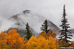 Yellow Aspens Clouds 092512 233