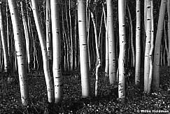 198080000101bw