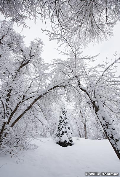 South Fork Winter Snow 010517 9060 4