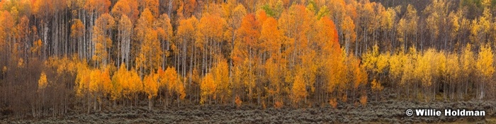Orange Yellow Aspens 092612 60x16