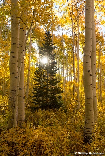 Lone Pine Amoung Yellow Aspens 092724 0585