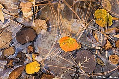 Aspen Leaves Detail 100816 3