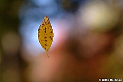 D1005floatingleaf