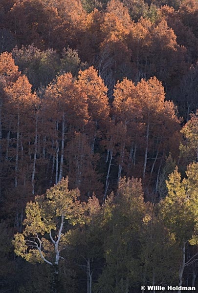Backlit Aspens Red and Green 101219 8754 4