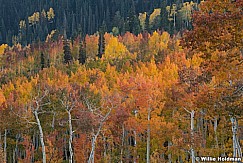 Boulders Colorful Aspens 092721 4581