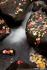Autumn Leaves Stream 100412 5