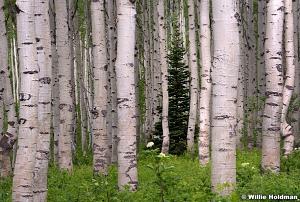 Lone Spring Pine 061614