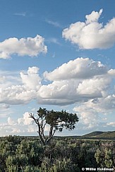 Lone Juniper Tree Puffies 061323 2986