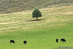 071807threecowstree